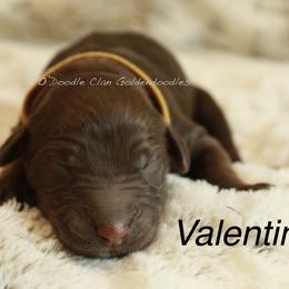 Goldendoodle Puppies from O’Doodle Clan Goldendoodles
