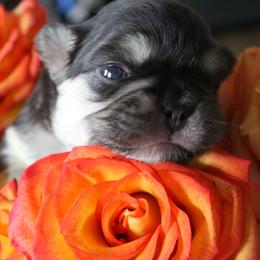 French Bulldog Puppies from Mt Olympus Frenchies