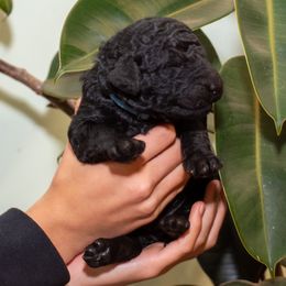 Blue - Black male Poodle puppy in Palmetto, Georgia from Renders Poodles