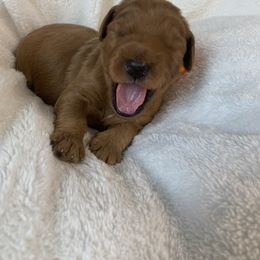 Goldendoodle Puppies from The Bruce Farm