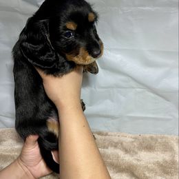 Boy 3 - Black and tan male Dachshund puppy in Modesto, California from Torres Dachshunds