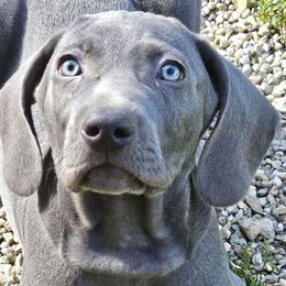 Navy collar - Blue male Weimaraner puppy in Waucoma, Iowa from Dreamweaver Weimaraners