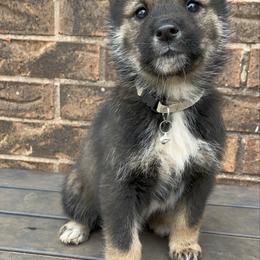 Muu-Milgram girl - Black sesame female Shikoku puppy in Tribbey, Oklahoma from Osaka Ninken Shikoku