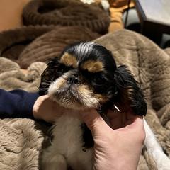 Girl 1 - Black white and tan female English Toy Spaniel puppy in Bloomington, Indiana from Clussexx Kennels