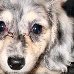 Dachshunds from RGV Dachshunds