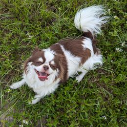 Maggy - Chihuahua