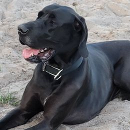 Duke - Great Dane