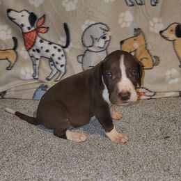 Kingston - Chocolate and white male Great Dane puppy in Walker, Louisiana from La Rebel Danes