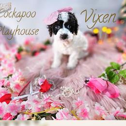 Vixen Valentines special with deposit - Brown and white female Cockapoo puppy in Demorest, Georgia from Royal Cockapoo Playhouse