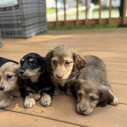 Dachshund and Pembroke Welsh Corgi Puppies from Three K Miniature Dachshunds