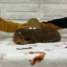 Glory - Chocolate and cream female Dachshund puppy in Three Rivers, Michigan from Michiana Dachshunds