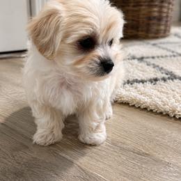 Goldendoodle and Maltipoo Puppies from ENC Goldendoodles And Maltipoos