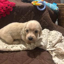 Will - Cream male Dachshund puppy in Tahlequah, Oklahoma from Love Some Dogs Dachshunds & Cavalier King Charles Spaniels,Cavapoos