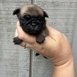 Elenora - Fawn female Pug puppy in Ludowici, Georgia from Royal Destiny Kennels