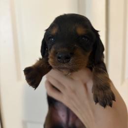Yda - Black and tan female Dachshund puppy in Conroe, Texas from R&M Dachshunds