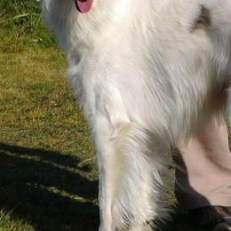 Silken Windhounds from Allagante Silkens