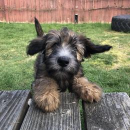 Poodle, Soft Coated Wheaten Terrier, and Whoodle Puppies from Green Mountain Kennel