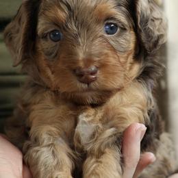 Joy - Chocolate merle female Bernedoodle puppy in Concord, California from Golden State Good Dogs