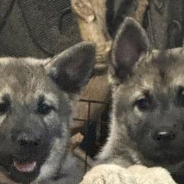 Norwegian Elkhounds and Papillons from Mikanon