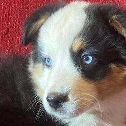 Lady Jay - Blue merle Miniature Australian Shepherd puppy in Granbury, Texas from Jubilee Acres