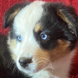Lady Jay - Blue merle Miniature Australian Shepherd puppy in Granbury, Texas from Jubilee Acres