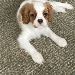 Cavalier King Charles Spaniel Puppies from Mapleview Cavalier King Charles Spaniels