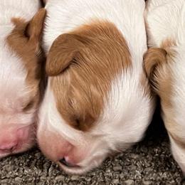 Girl 1 - Blenheim female Cavalier King Charles Spaniel puppy in Graysville, Tennessee from Country Goldens and Mountain Top Cavaliers