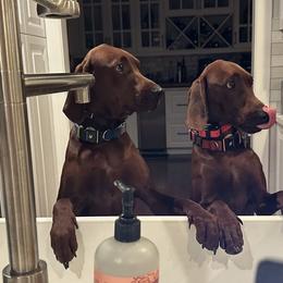 Redbone Coonhound Puppies from Reedy Creek Redbones
