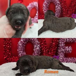 Romeo - Blue merle male Bernedoodle puppy in Summerville, South Carolina from Channys Doodles