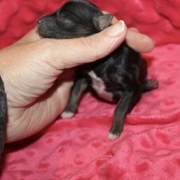 Vera - Black tri-color female Aussiedoodle puppy in Loretto, Tennessee from K Kountry Farm