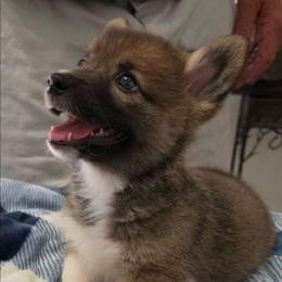 April - Sable female Pembroke Welsh Corgi puppy in Houston, Missouri from Pistol Creek Puppies