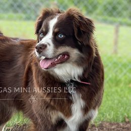 Australian Shepherds, Miniature Australian Shepherds, and Toy Australian Shepherds from Rigas Mini Aussies LLC