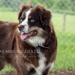 Australian Shepherds, Miniature Australian Shepherds, and Toy Australian Shepherds from Rigas Mini Aussies LLC
