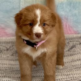 Nova Scotia Duck Tolling Retriever Puppies from Juniper Tollers