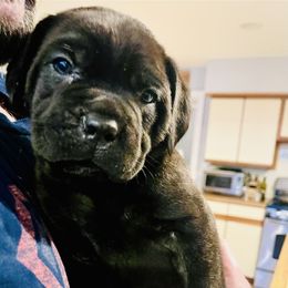 Blue aka Beau - Black male Cane Corso puppy in Hillsborough, New Jersey from Central Jersey K9