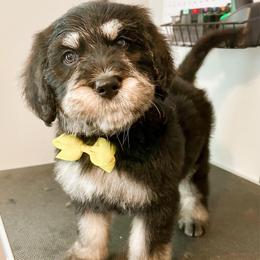 Hei Hey (Yellow) - male Golden Mountain Doodle puppy in Boiling Springs, South Carolina from OlliePups, LLC