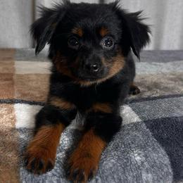Carol Brady - Black tri female Toy Australian Shepherd puppy in Sulphur, Louisiana from Triple J Aussies and Corgis