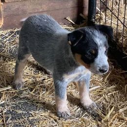 Australian Cattle Dogs from Dells Cattle Dogs