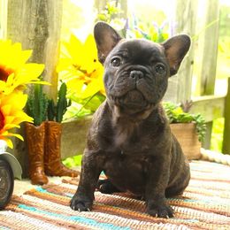 French Bulldogs from Fren She Kisses