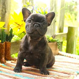 French Bulldogs from Fren She Kisses