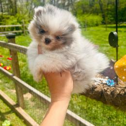 Otter - Blue merle male Pomeranian puppy in Buck Valley, Pennsylvania from Buck Valley Pomeranians