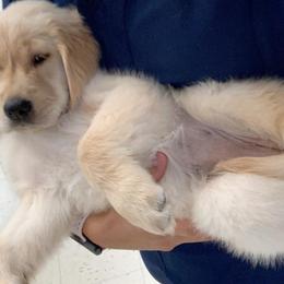 Golden Retriever, Goldendoodle, and Sheepadoodle Puppies from Guppy Puppies