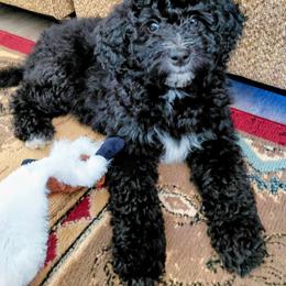 Chelsea - Black and white female Assorted Doodle Crosses puppy in Lewistown, Pennsylvania from Southern Star Goldendoodles