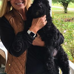 Goldendoodles and Labradoodles from Hickory Creek Doodles