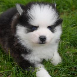 Henry - Black and white male Pomsky puppy in Mesa, Arizona from Platinum Pomskies