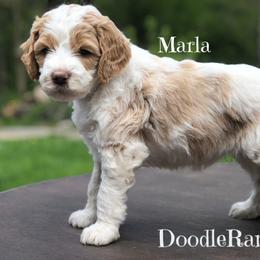 Goldendoodle and Labradoodle Puppies from Doodle Ranch