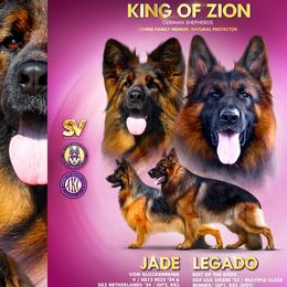 German Shepherd puppies from King Of Zion German Shepherds