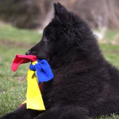Belgian Sheepdog Puppies from Renee's Belgian Sheepdogs