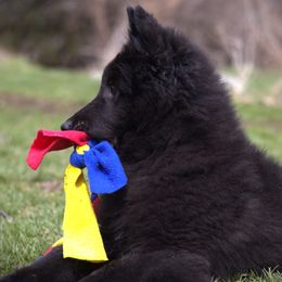 Belgian Sheepdog Puppies from Renee's Belgian Sheepdogs