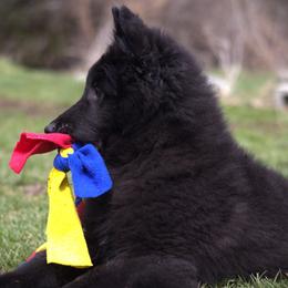 Belgian Sheepdog Puppies from Renee's Belgian Sheepdogs